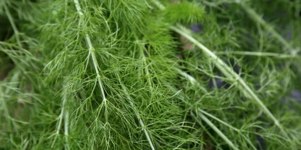 Uzbekistānas izcelsmes dillēs konstatējis neatļauta pesticīda atliekvielas.