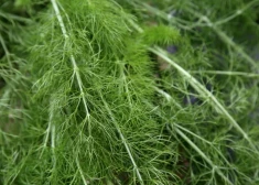 Gandrīz nonāca veikalos: iznīcina trīs tonnas Latvijā iecienītu zaļumu – tajos atklātas bīstama viela