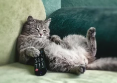 Почему мы срываемся на "еще одну серию", когда завтра важный день: вся правда о самосаботаже