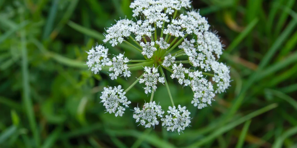 Болиголов пятнистый — одно из самых ядовитых растений, содержащее алкалоид кониин, который вызывает паралич дыхательной мускулатуры и остановку дыхания.