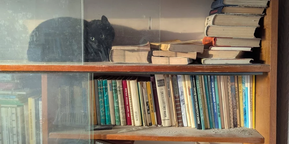 Kusas dzīvoklī atrastā kaķene ("Madonas dzīvnieku draugi" / Facebook)