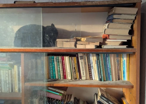 Kusas dzīvoklī atrastā kaķene ("Madonas dzīvnieku draugi" / Facebook)