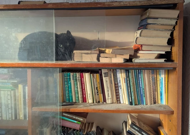 Madonas novada dzīvnieku aprūpētāji dalās stāstā par baisos apstākļos dzīvojušu kaķeni 