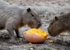 Rīgas zoodārzs aicina izvēlēties vārdus pieciem kapibaru mazuļiem