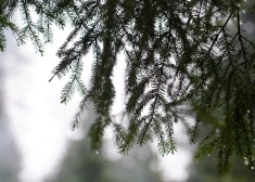 Egļu zars ar lietus lāsēm.