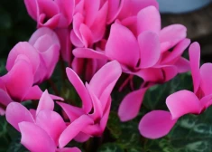 Šonedēļ populārākie vārdi – Valentīna un Ilze