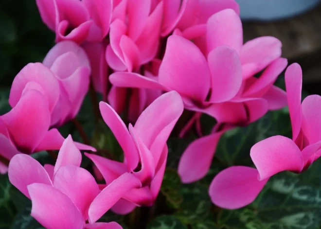 Šonedēļ populārākie vārdi – Valentīna un Ilze