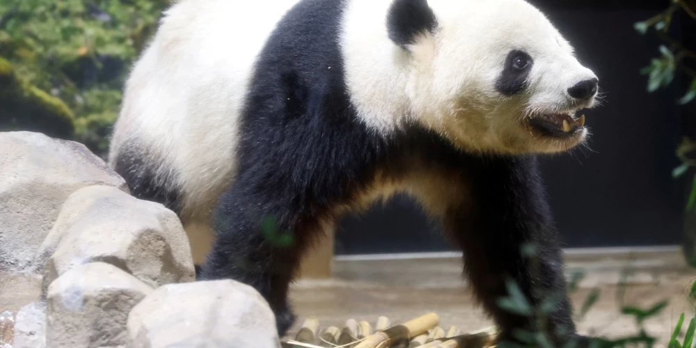 Скоро японские панды вернутся на историческую родину.