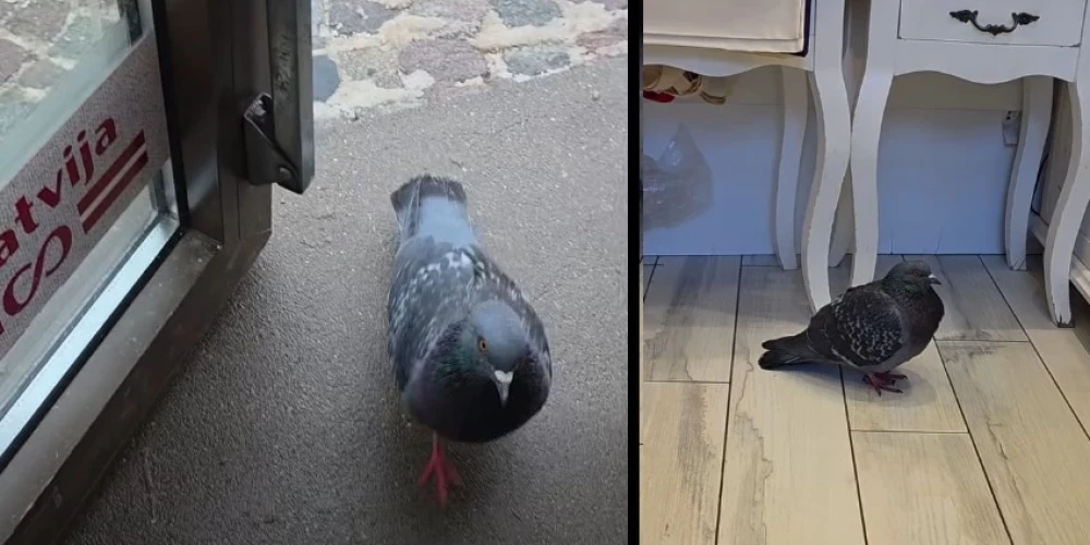 История голубя из Вецриги растрогала соцсети.