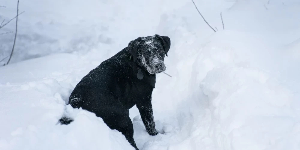/Ilustratīvs attēls/