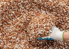 Какая почва нужна рассаде, чтобы она выросла крепкой