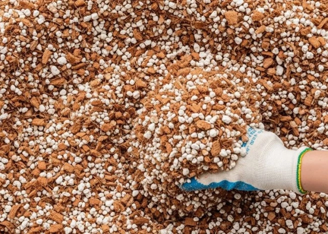 Какая почва нужна рассаде, чтобы она выросла крепкой