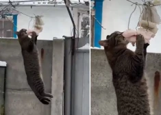 VIDEO: kaķis kara plosītajā Ukrainā atradis veidu, kā pamieloties ar zīlītēm paredzēto speķi