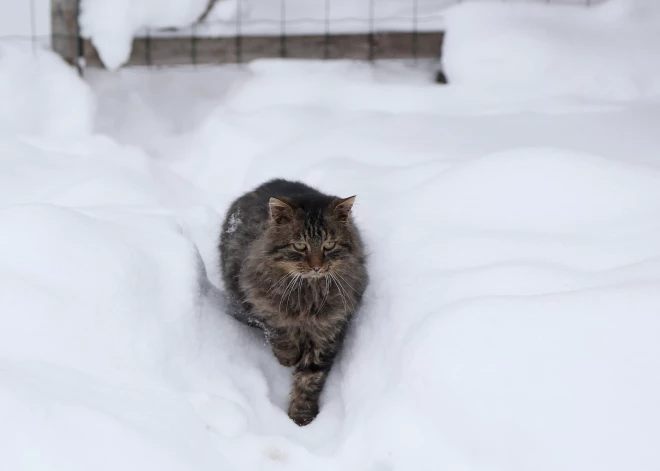 Снегопад обрушился на восток Латвии: метеостанции фиксируют до 40 см