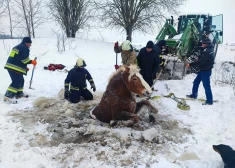 Paveica brīnumu: Lietuvā izdodas izglābt ledū ielūzušu zirgu