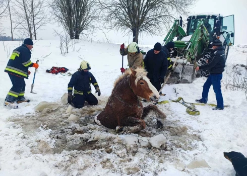 Ielūzušā zirga glābšana (foto: Klaipėdos Priešgaisrinė Gelbėjimo Valdyba / Facebook)