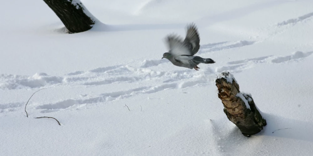 Augstākā sniega kārta kopš 2023. gada fiksēta Latgales dienvidos.
