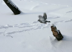 Latgales dienvidos sniega sega sasniegusi līdz pat 45 cm