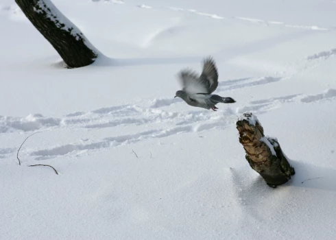 Augstākā sniega kārta kopš 2023. gada fiksēta Latgales dienvidos.