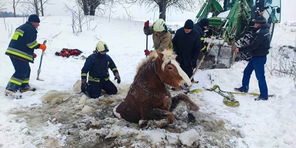 Операция по спасению лошади.