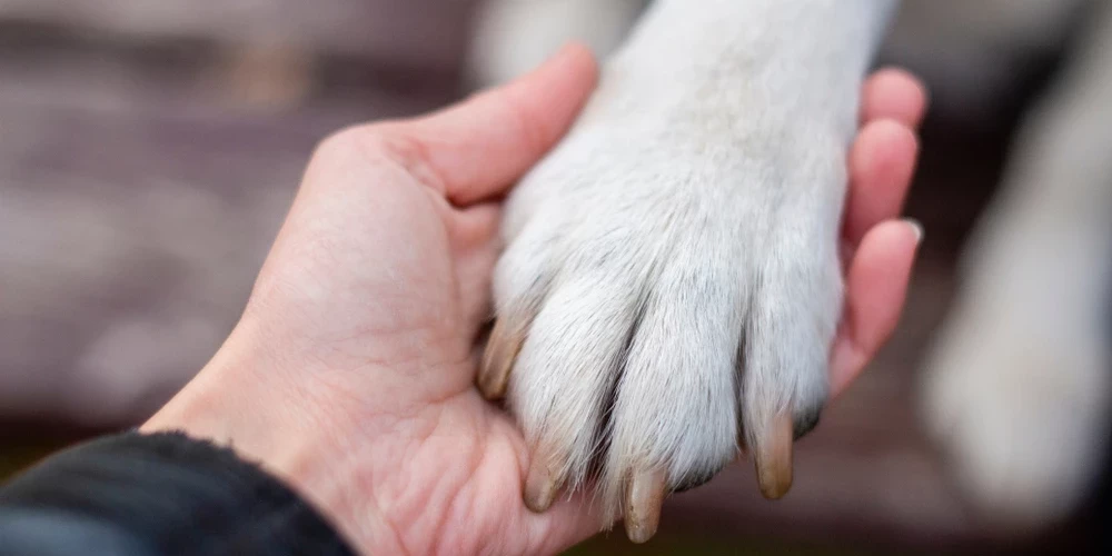 Rīgā patversmē atkārtoti nonākot kādas personas turētiem dzīvniekiem, tā lūdz iesaistīties policiju.