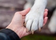 Patversme “Labās mājas” lūdz aizliegt kādam rīdziniekam turēt dzīvniekus