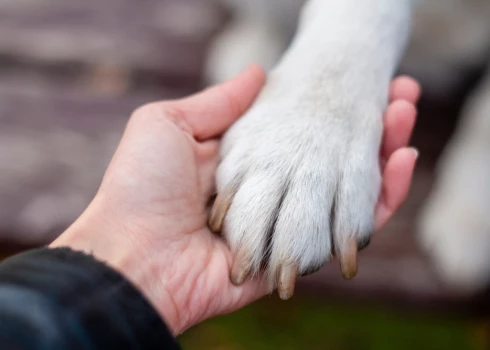 Rīgā patversmē atkārtoti nonākot kādas personas turētiem dzīvniekiem, tā lūdz iesaistīties policiju.