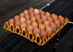 Vainīgas poļu izcelsmes olas? Svinības ģimenei no Tallinas beidzas ar traģēdiju - viens cilvēks miris, pārējie smagā stāvoklī