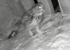 Šauļu mājas balkonā iekārtojies ļoti reto ūpju pāris. Nu viņiem ligzdā ir otrā ola