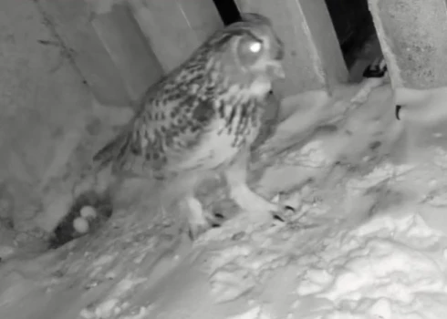 Ūpju mātīte pie divām olām ligzdā (ekrānuzņēmums no video)