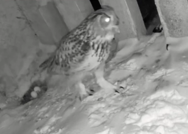 Šauļu mājas balkonā iekārtojies ļoti reto ūpju pāris. Nu viņiem ligzdā ir otrā ola