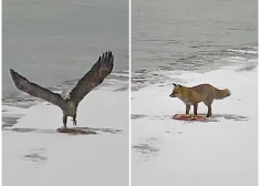 VIDEO: dramatiski notikumi Lietuvas-Baltkrievijas pierobežā - kameras fiksē kā lapsas bezkaunīgi apzog ūdrus un vanagu