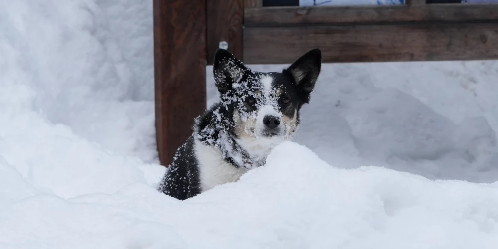  Pārtikas un veterinārais dienests aicina parūpēties gan par mājdzīvniekiem, gan lauksaimniecības dzīvniekiem aukstajā laikā.