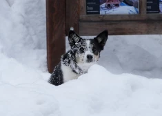 Sinoptiķi sola bargu salu: izplatīts steidzams brīdinājums visiem dzīvnieku saimniekiem