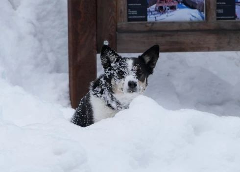  Pārtikas un veterinārais dienests aicina parūpēties gan par mājdzīvniekiem, gan lauksaimniecības dzīvniekiem aukstajā laikā.