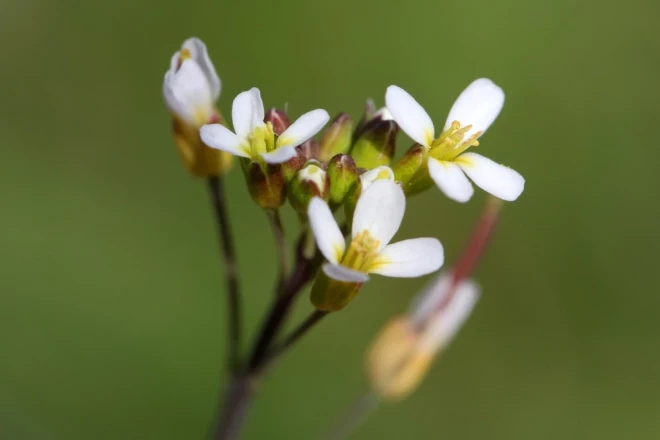 Бессмертное растение Arabidopsis thaliana. По-русски - резуховидка Таля.