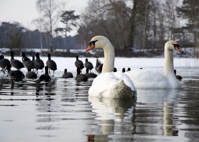 "Это естественный отбор": рижское самоуправление "приговорило" лебедей в Болдерае, но люди не согласны