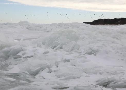 Если вы заметите отставшего от стаи орнитолога, вмешиваться не стоит, природа все расставит по своим местам.