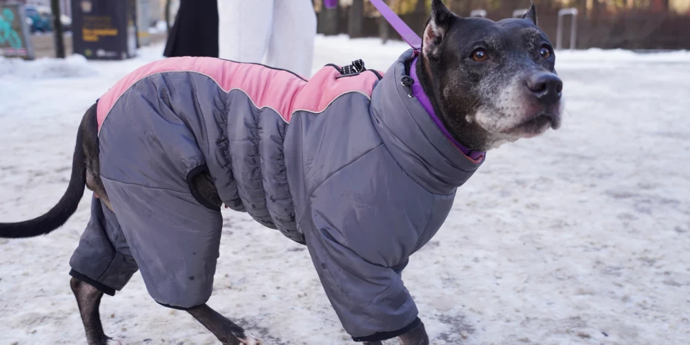 Stindzinošajā salā rūpējieties ne tikai par pašu, bet arī savu mājas mīluļu veselību