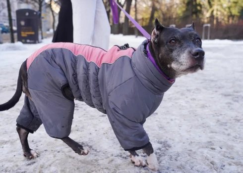 Stindzinošajā salā rūpējieties ne tikai par pašu, bet arī savu mājas mīluļu veselību