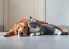 В Латвии намерены ужесточить наказания для владельцев домашних животных