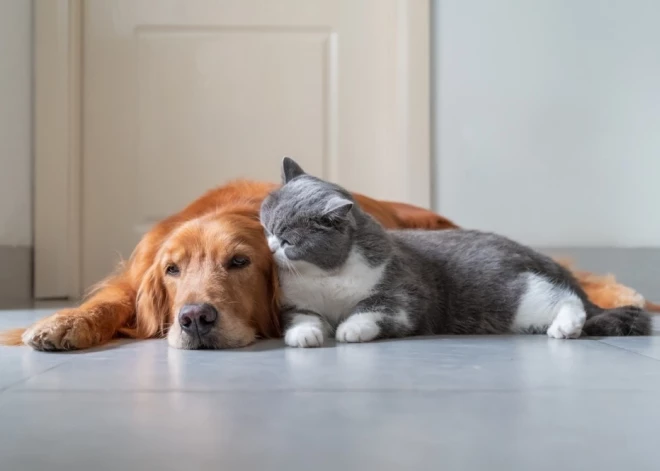 В Латвии намерены ужесточить наказания для владельцев домашних животных