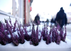 Объявлено оранжевое предупреждение: ночью в Латвии во многих местах ожидается экстремальный холод до -30°