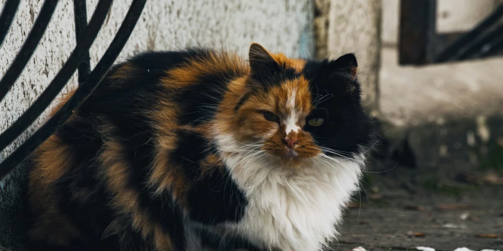 Skrundas teritorijā sterilizēti 114 runči un 94 kaķenes. 