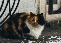 Skrundā sterilizēti 95% bezsaimnieka kaķu