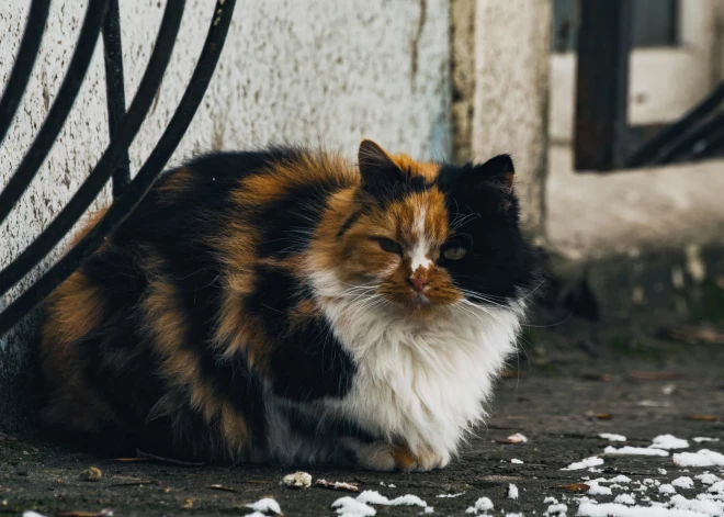 Skrundā sterilizēti 95% bezsaimnieka kaķu