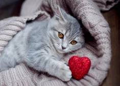 Pilnmēness diktēs savus noteikumus - horoskops visām zodiaka zīmēm no 2.02. līdz 8.02.