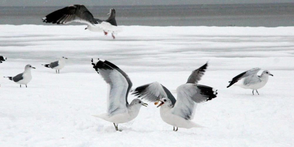 Iedzīvotāji aicināti būt saprotošiem un neuztraukties, piekrastes joslā redzot zemu lidojošu lidmašīnu, jo tie ir plānoti valsts nozīmes pētniecības darbi, lai precīzi identificētu ūdensputnu sugas un to koncentrācijas vietas. Iegūtie dati ļaus sekot līdzi Latvijas jūras ūdeņos ziemojošo putnu sugu populāciju lielumam, sugu sastāvam, tendencēm un teritoriālā izvietojuma izmaiņām.