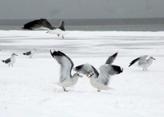 Līdz pat martam virs Baltijas jūras notiks ziemojošo ūdensputnu aviouzskaites