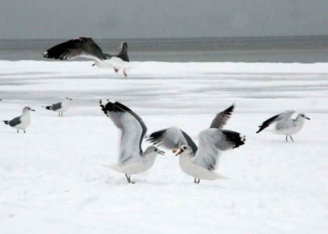 Līdz pat martam virs Baltijas jūras notiks ziemojošo ūdensputnu aviouzskaites